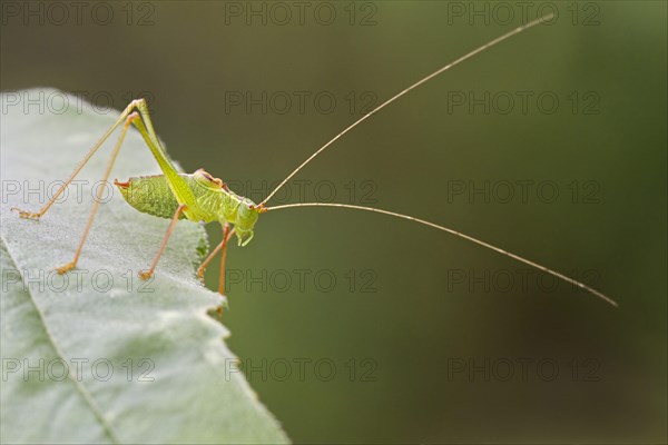 Speckled Bush-cricket