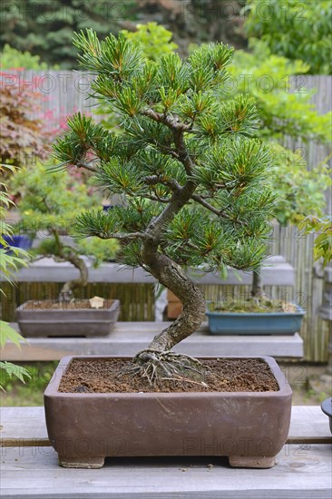 Scots pine