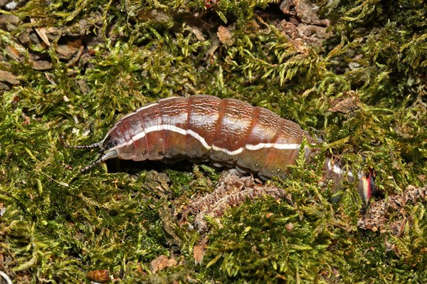 Greater fork tail