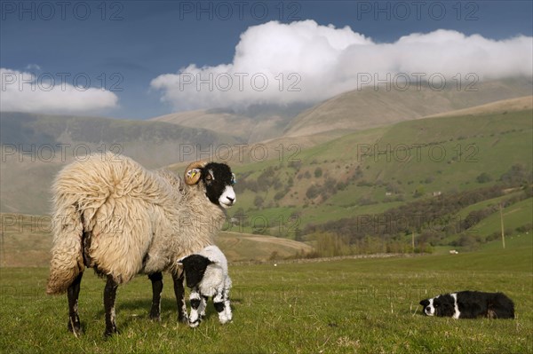 Domestic Sheep