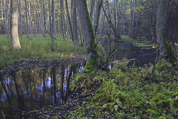 The Briese river in autumn in the Briese Valley landscape conservation area near Berlin