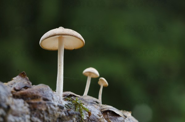 (Baeospora myosurus)