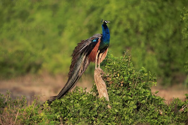 Indian peafowl