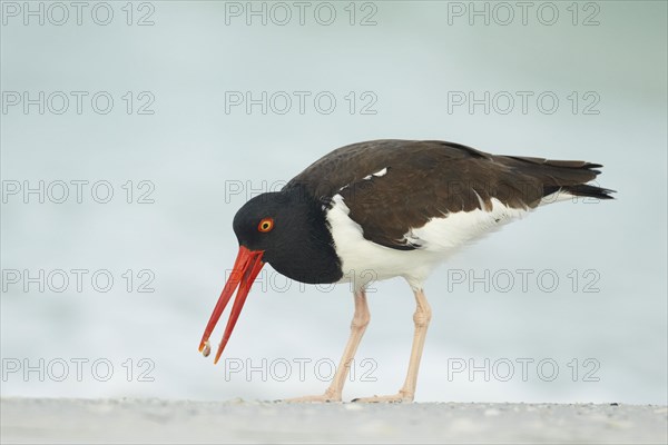 American Oystercatcher