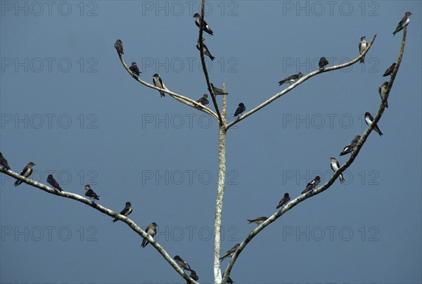 Cinnamon-throated Swallow