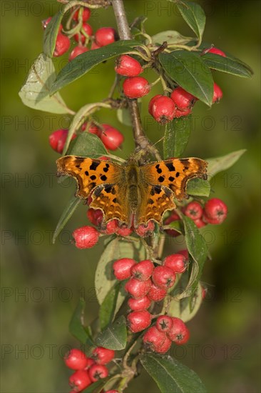Polygonia C Album