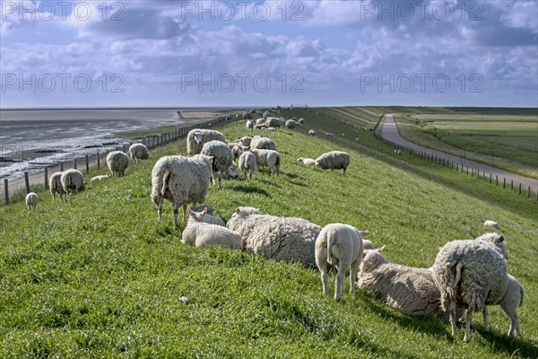 Flock of Texel sheep