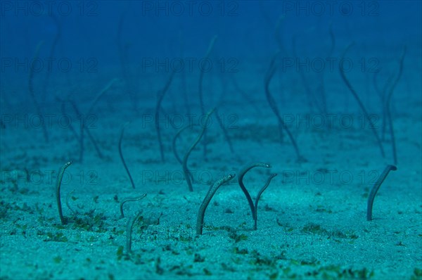 Pearl Eel