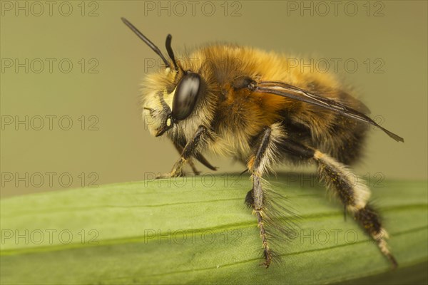 Hairy-footed Flower Bee