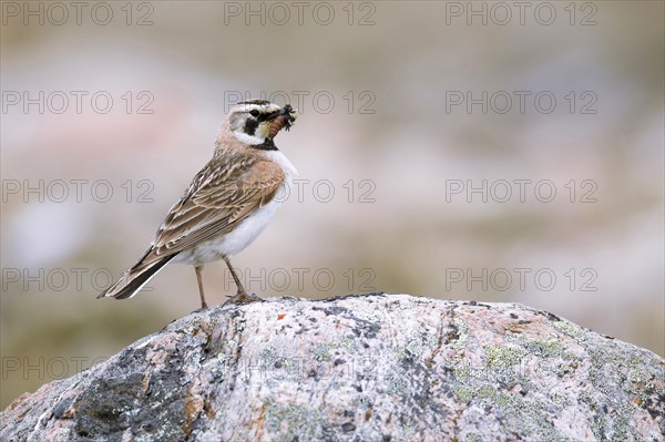 Adult female horned lark