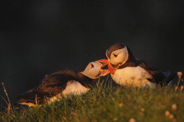 Atlantic puffin