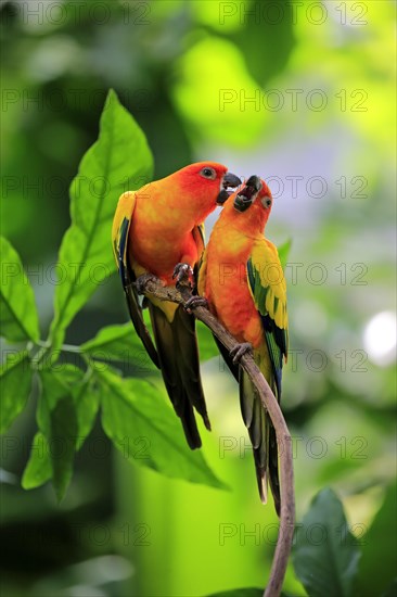 Sun Conure