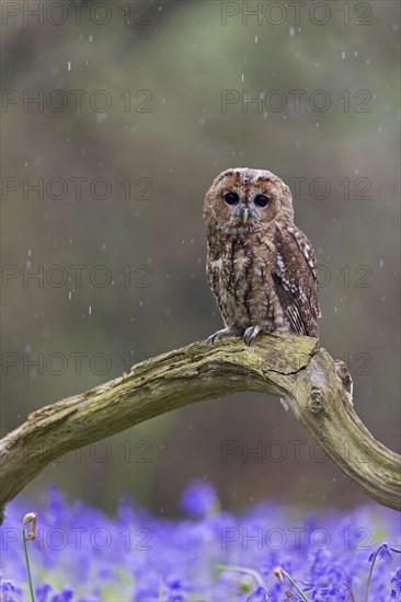 Tawny owl