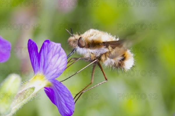 Common Bee-fly
