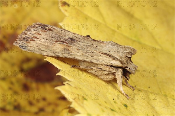 Pale Pinion