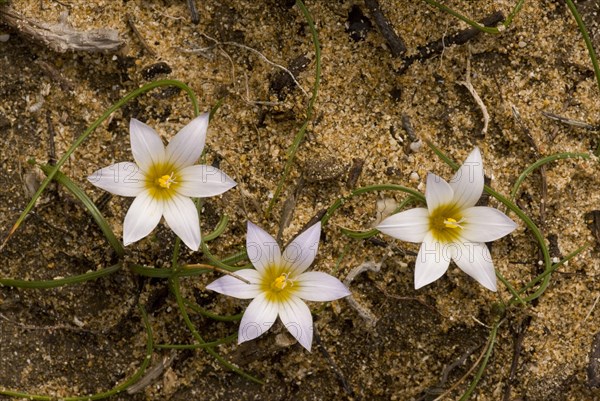 Trichonema bulbocodium