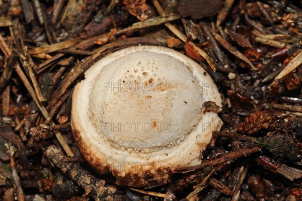 Pimpled Earth Star