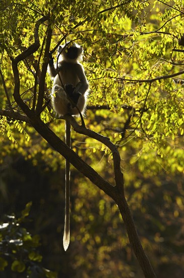 Northern Plains Grey Langur