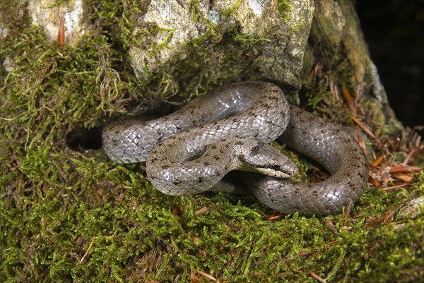 Smooth snake