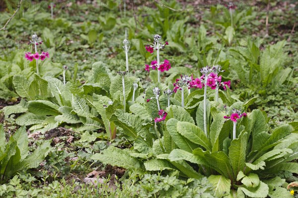 Flowering candelabra primula