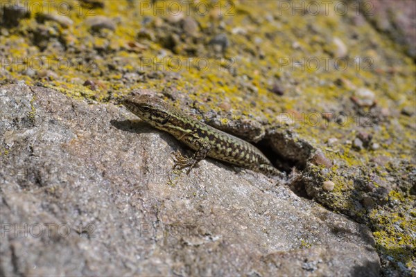 Wall lizard at Bopparder Hamm