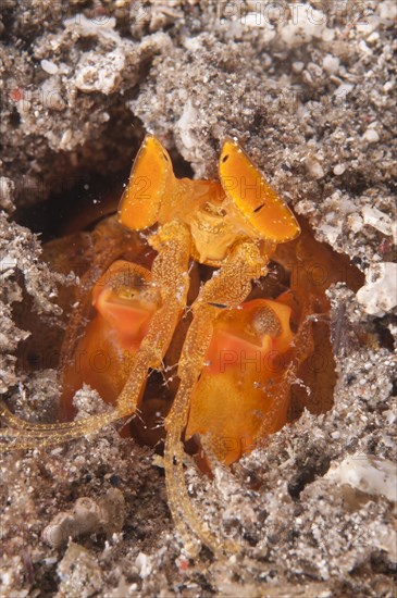 Mantis Shrimp