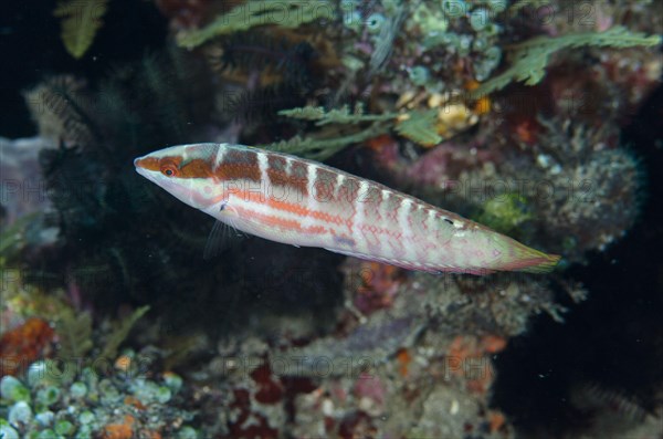 Pale coris