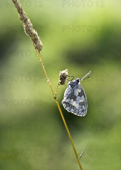 Marbled White