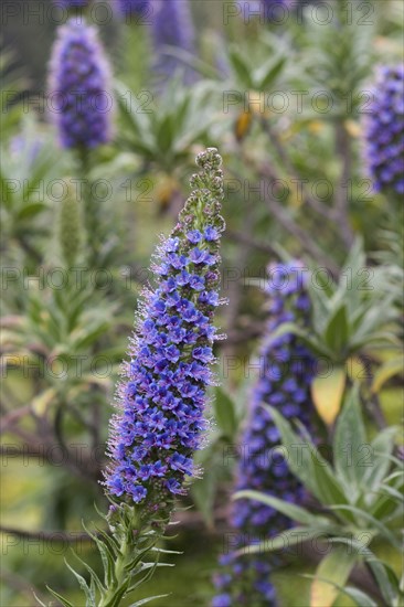 Magnificent viper's bugloss