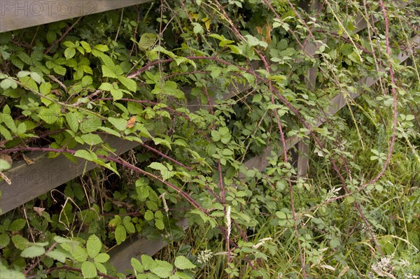 Blackberry bushes grow through fences