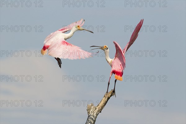 Roseate roseate spoonbill