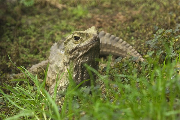 Bridge Lizard
