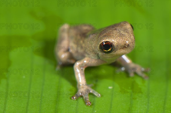 Treefrog