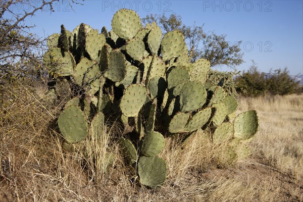 Engelmann's Hedgehog Cactus
