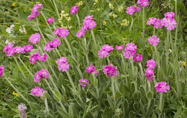 Flowering silene flos-jovis