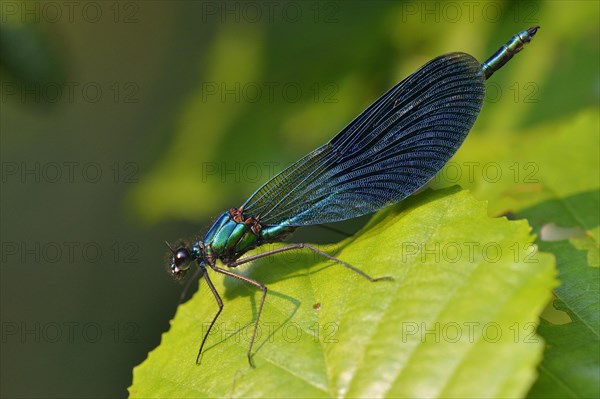 Banded demoiselle