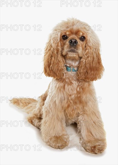 Domestic Dog
