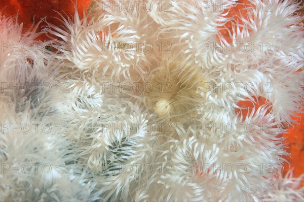 Sea Anemone