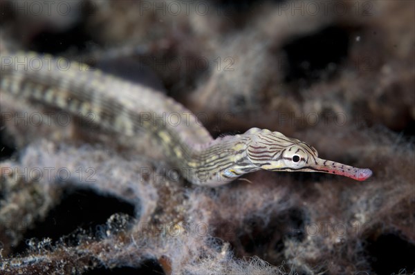 Lying pipefish