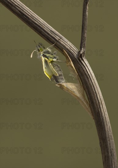 Orange-tip Butterfly