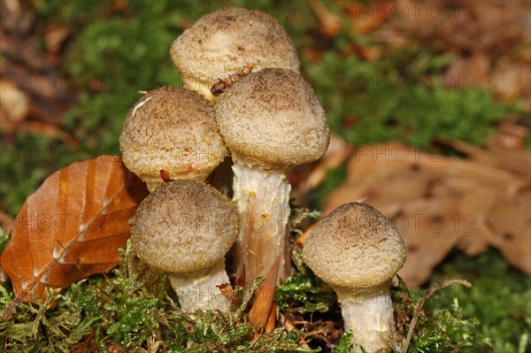 Honey yellow honey fungus
