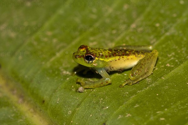 Madagascar frog