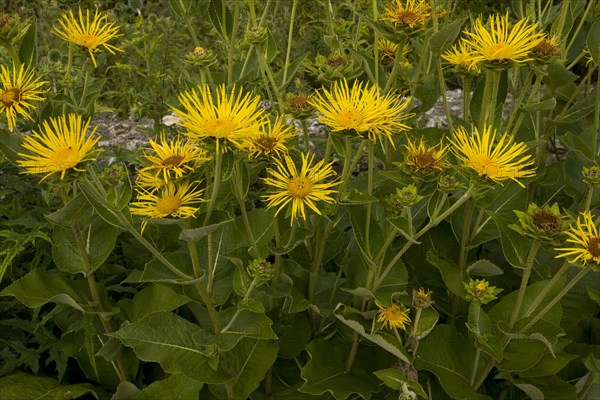 Elecampane