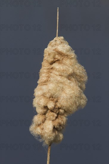 Cattail