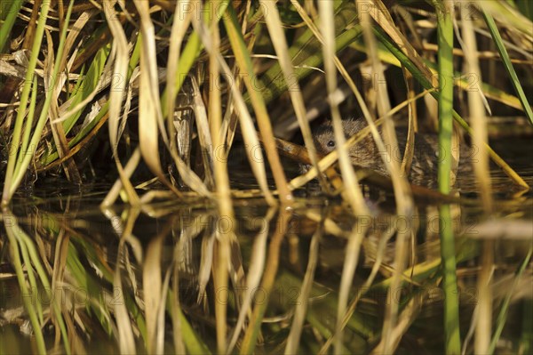 Eastern vole