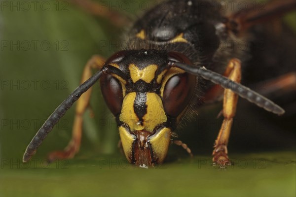 Median Wasp