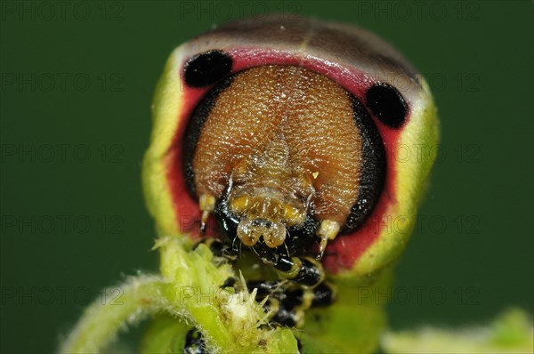 Puss moth