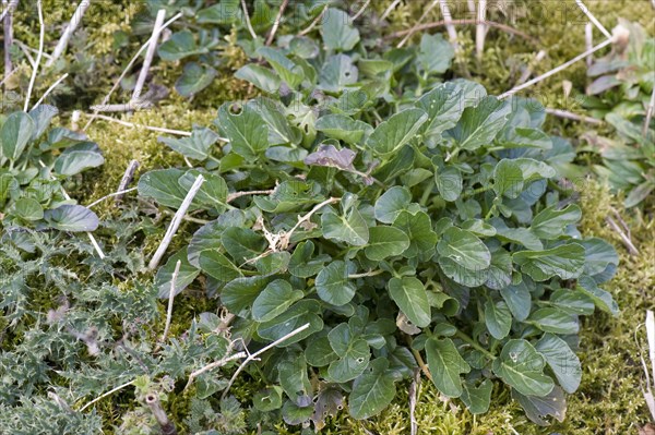 Wintercress