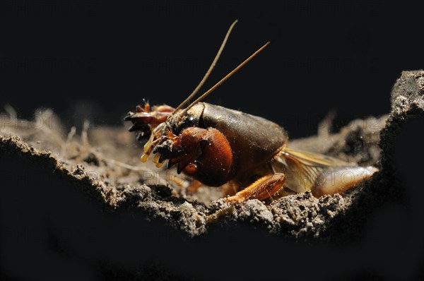 European Mole Cricket