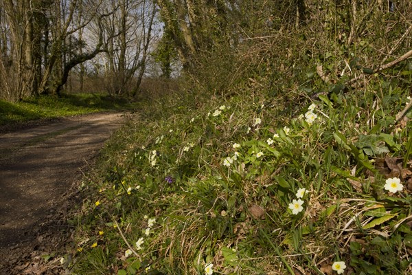 Common Primrose